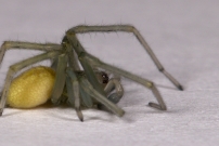 La Cheiracanthe. Un mle juvnile (Araneae - Cheiracanthiidae - Cheiracanthium mildei)